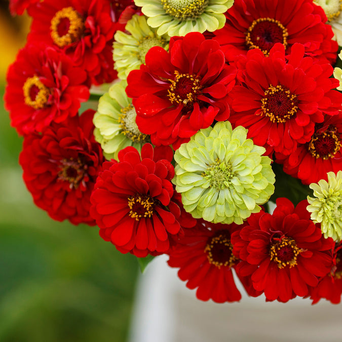 zinnia christmas in july mix