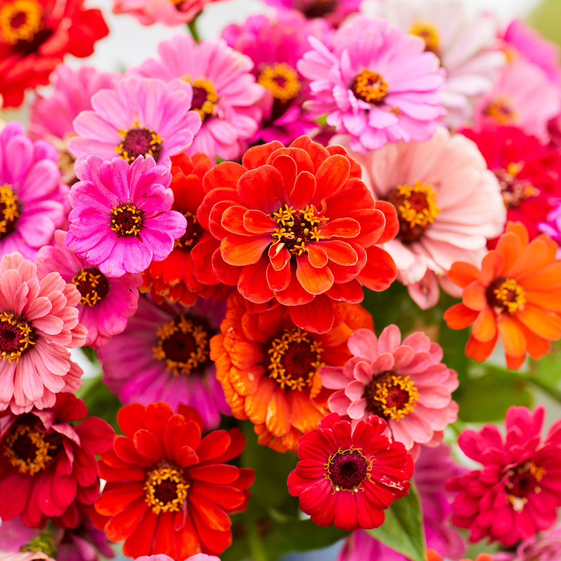 Zinnia Seeds - Dahlia Flowered | Flower Seeds in Packets & Bulk | Eden ...