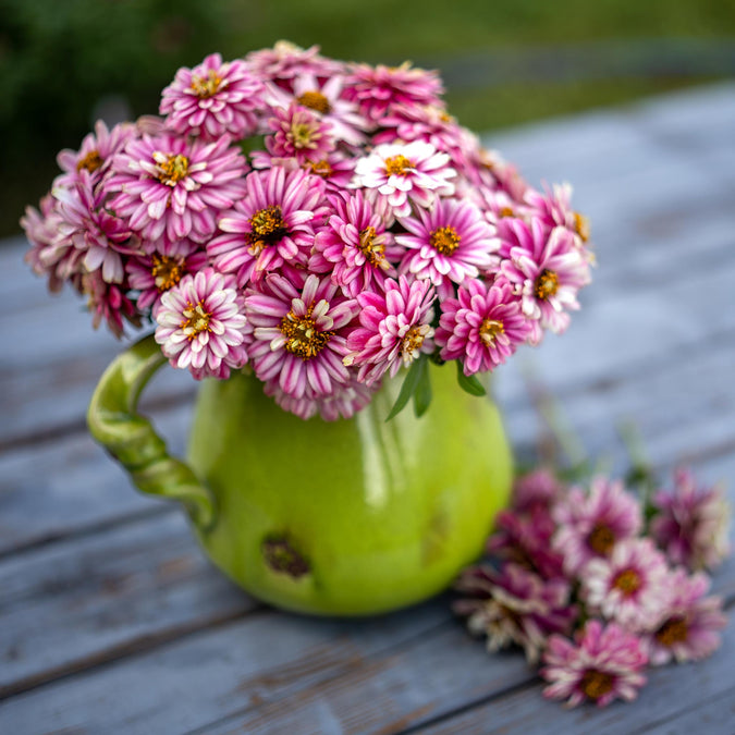 zinnia zahara double raspberry ripple