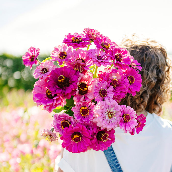 zinnia dream