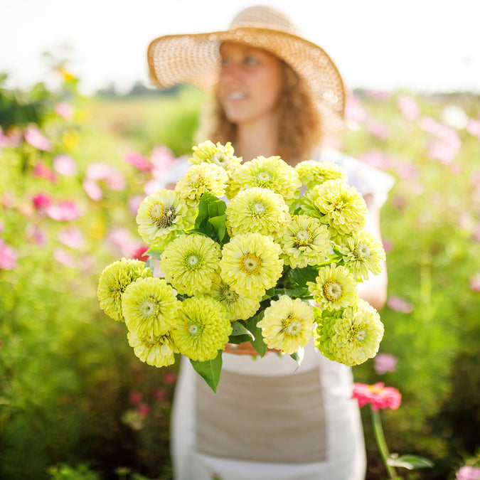 zinnia envy