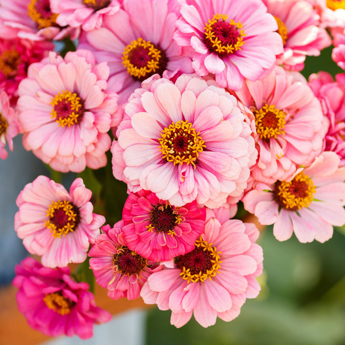 zinnia exquisite