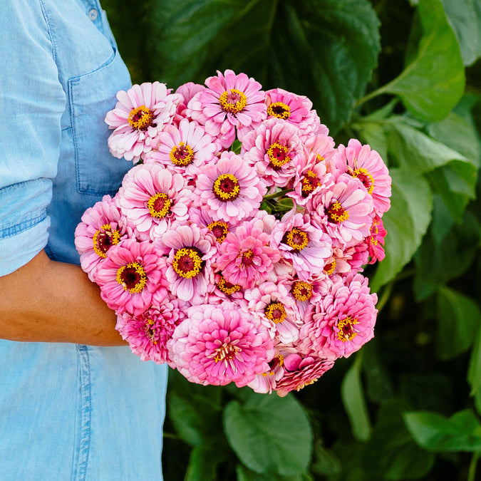 illumination zinnia 