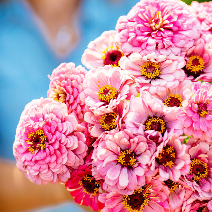 illumination zinnia 