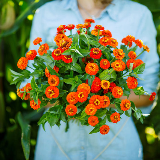 orange lilliput zinnia 