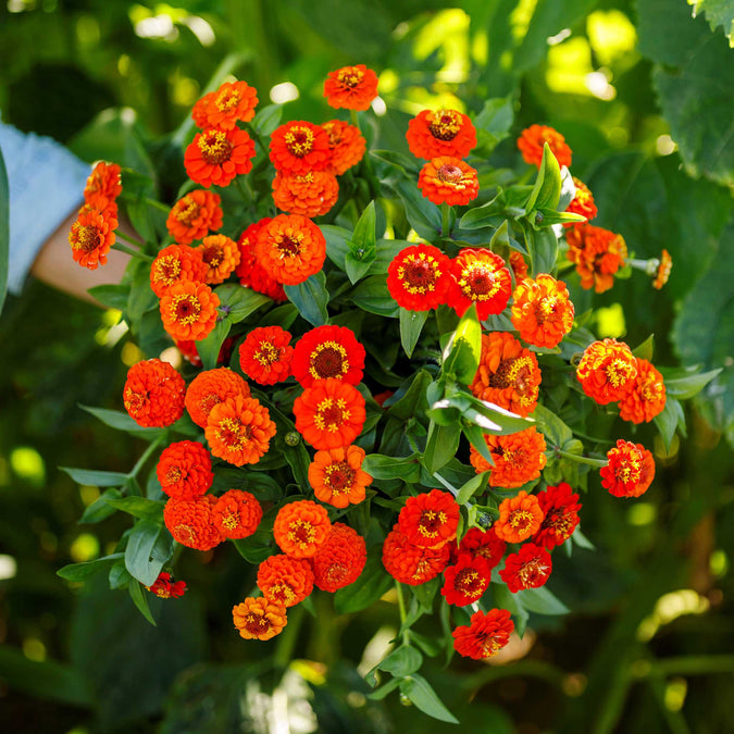 orange lilliput zinnia 