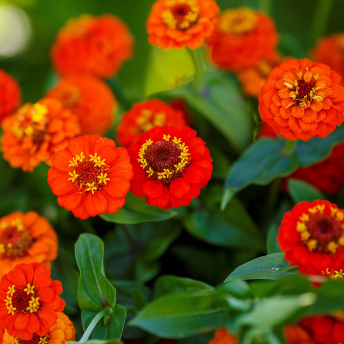 orange lilliput zinnia 