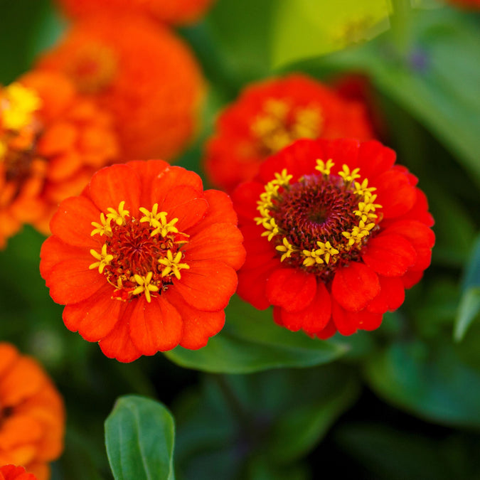 orange lilliput zinnia 