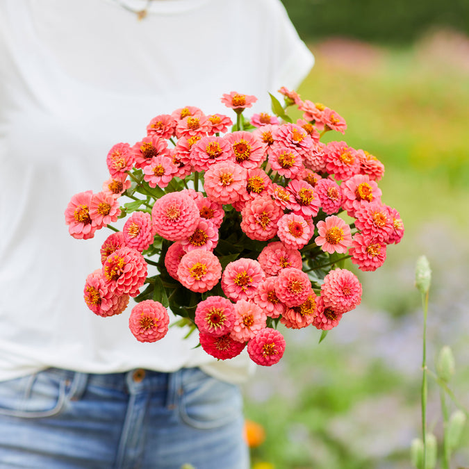 salmon lilliput zinnia 