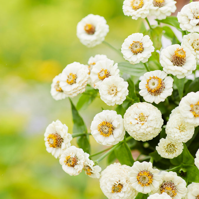 white lilliput zinnia 