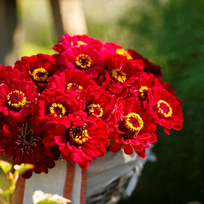 zinnia meteor