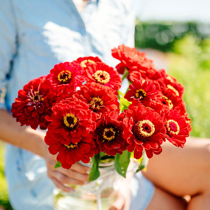 zinnia meteor