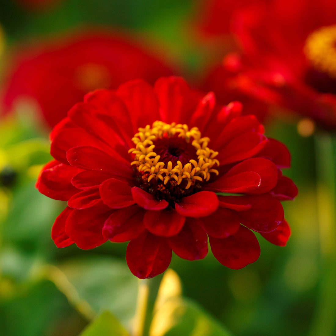 Zinnia Seeds - Meteor | Flower Seeds in Packets & Bulk | Eden Brothers