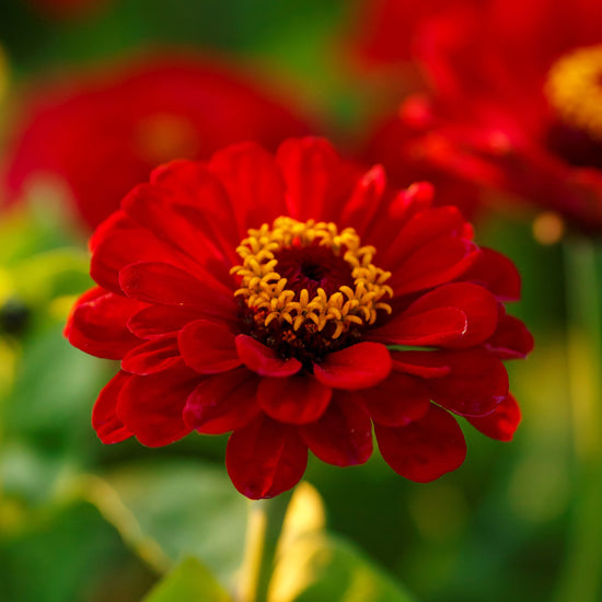 Zinnia Seeds - Meteor 