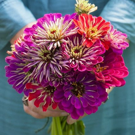 zinnia meteor shower mix