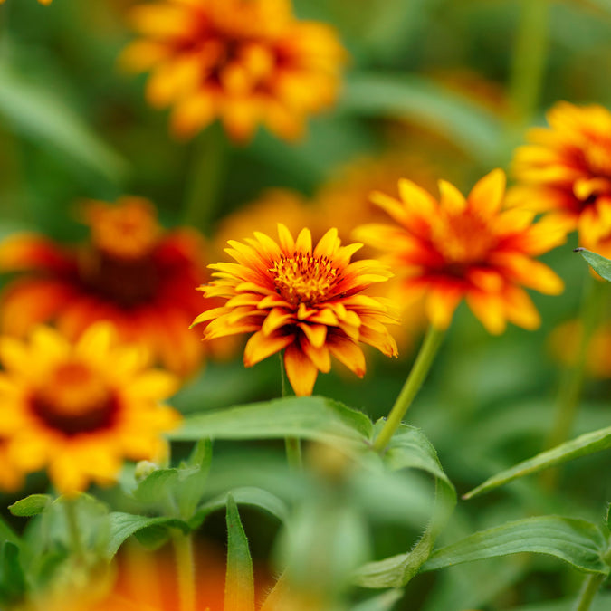 old mexico zinnia 