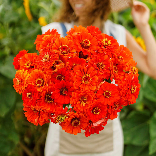 zinnia orange king