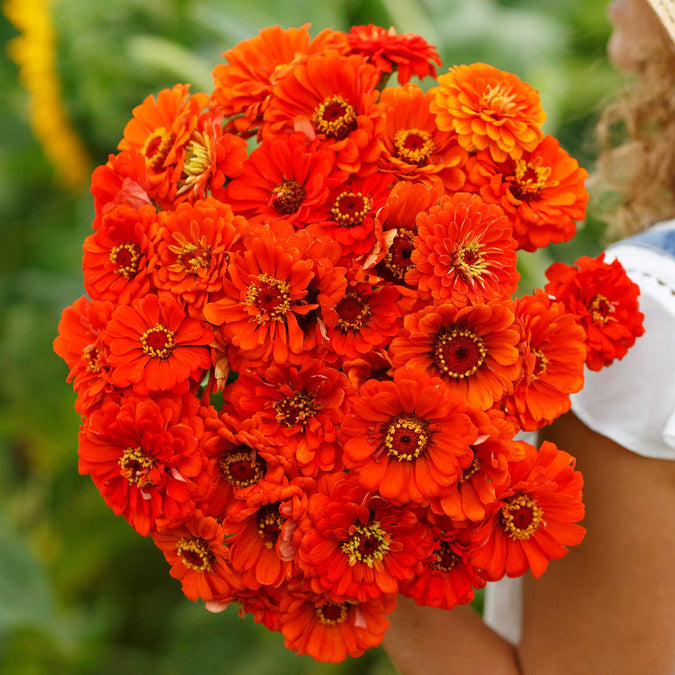 zinnia orange king