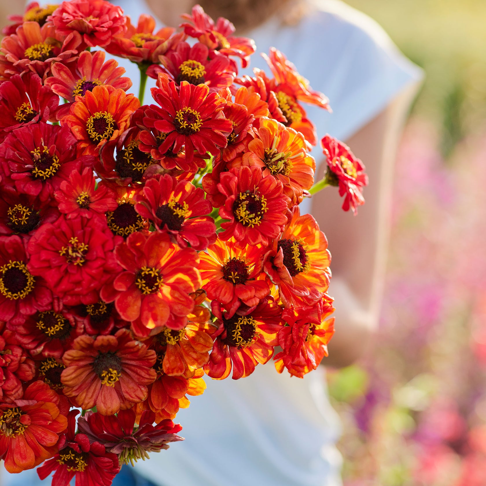 Zinnia Seeds - Oriole | Flower Seeds in Packets & Bulk | Eden Brothers