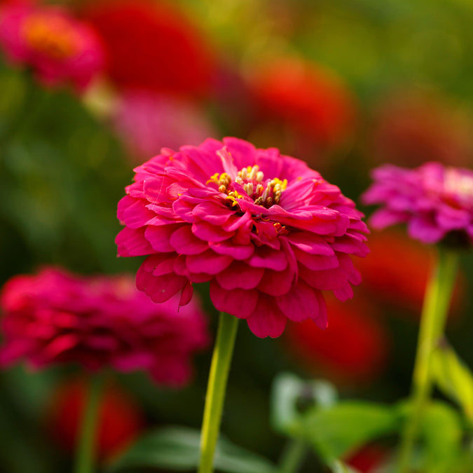 pepito mix zinnia 