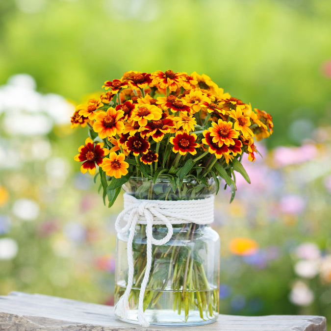 mexican zinnia 