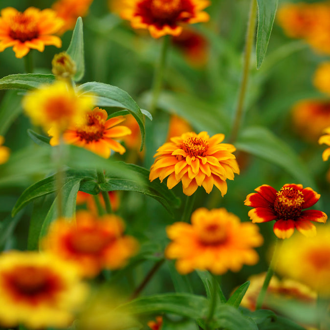 mexican zinnia 