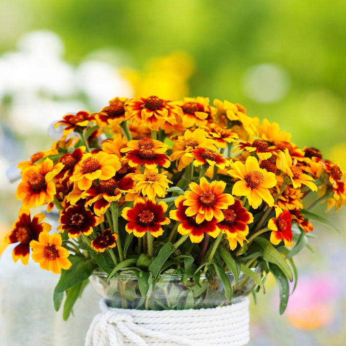 mexican zinnia 