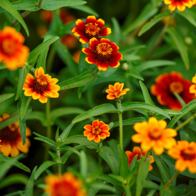 mexican zinnia 