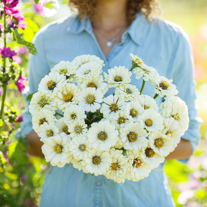 zinnia polar bear