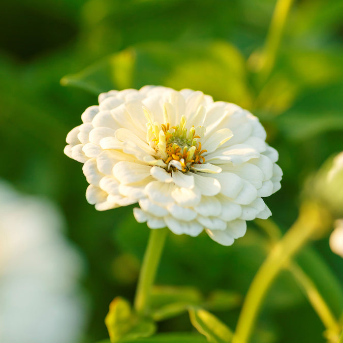 zinnia polar bear