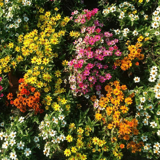 zinnia profusion mix