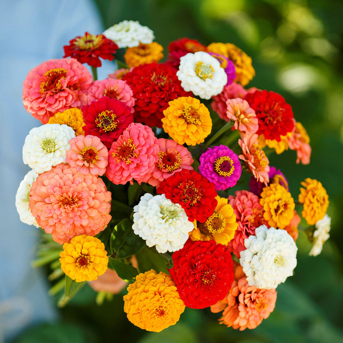 zinnia pumila 