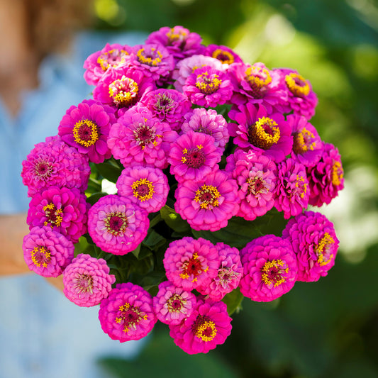 zinnia pumila violet