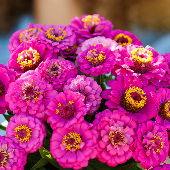 Zinnia Seeds - Pumila Violet 