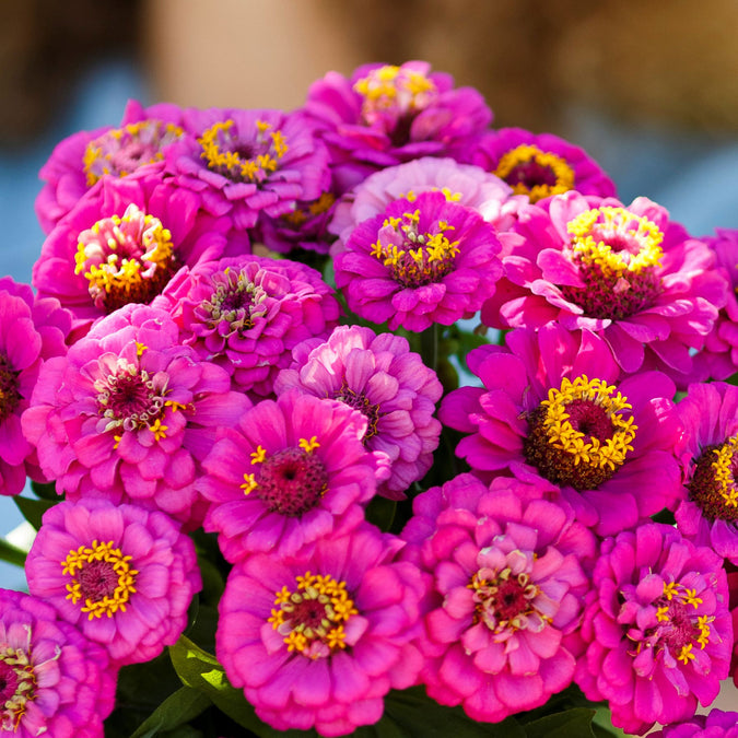 zinnia pumila violet