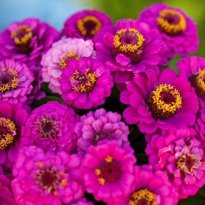 zinnia pumila violet