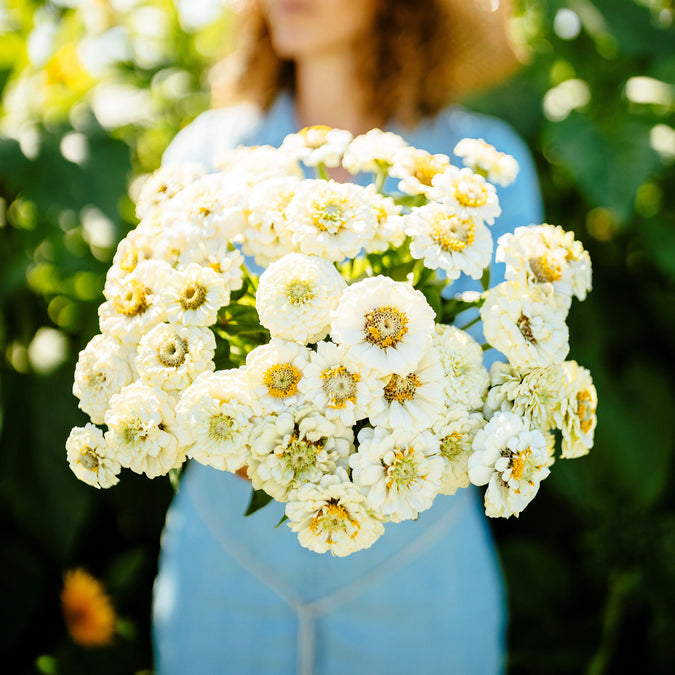 zinnia pumila white