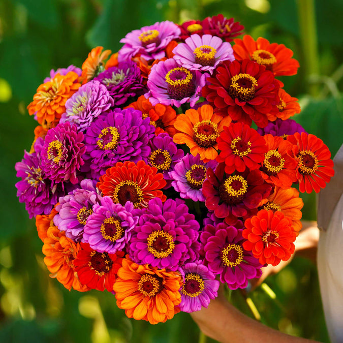 zinnia purple dream mix