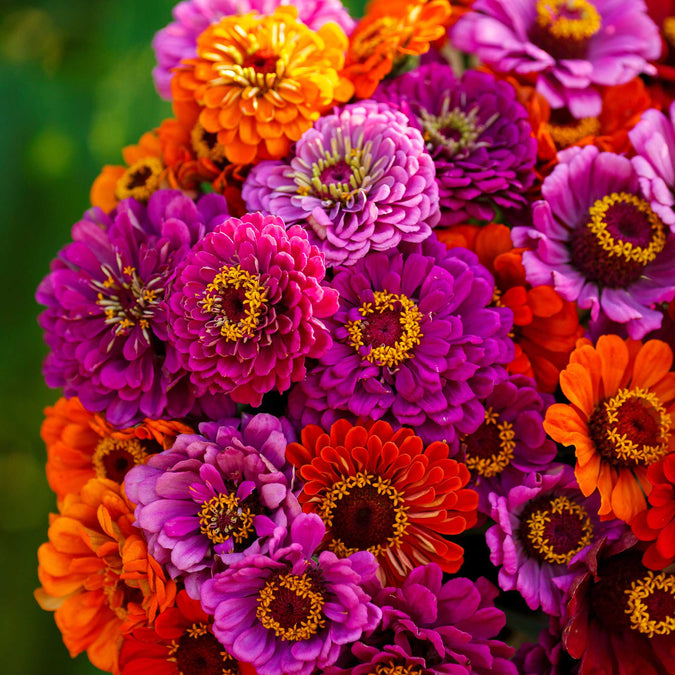 zinnia purple dream mix