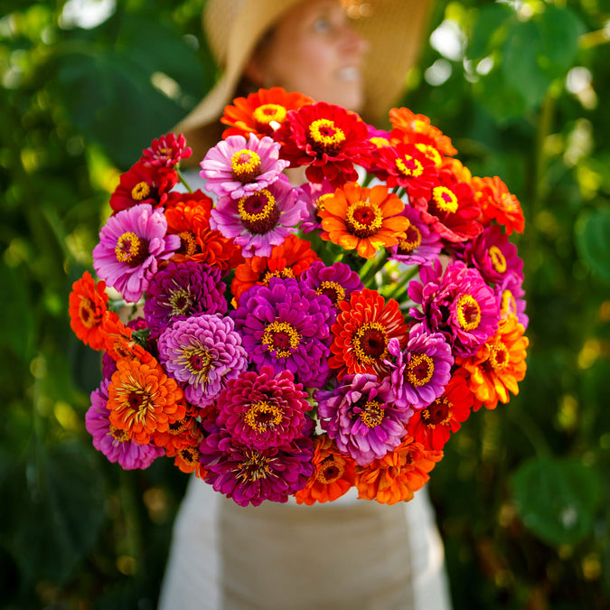 zinnia purple dream mix