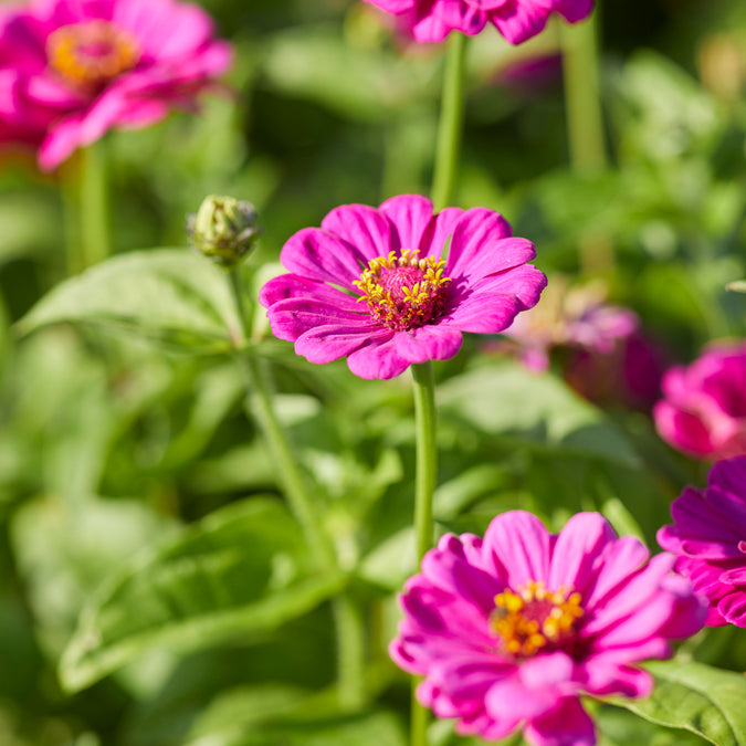 zinnia purple prince