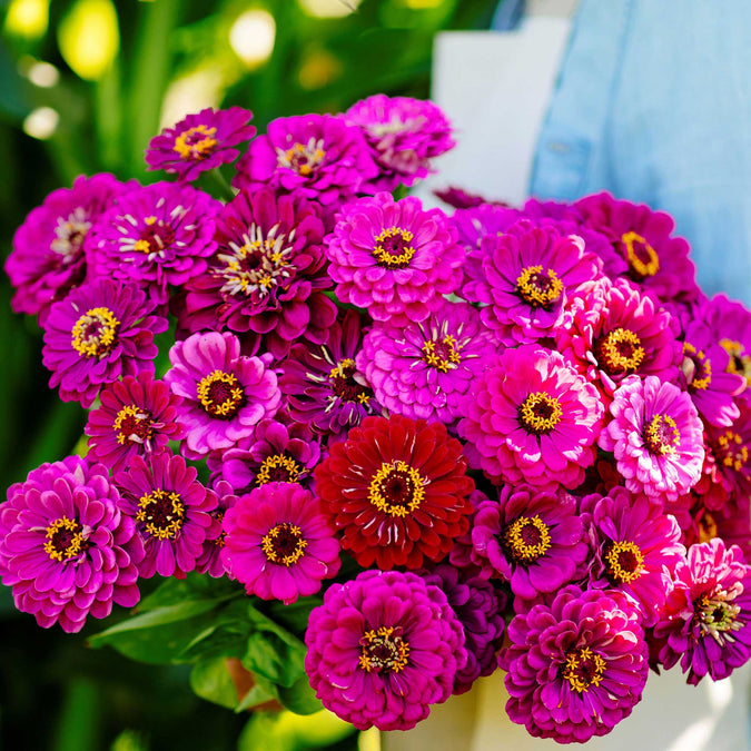 zinnia purple prince