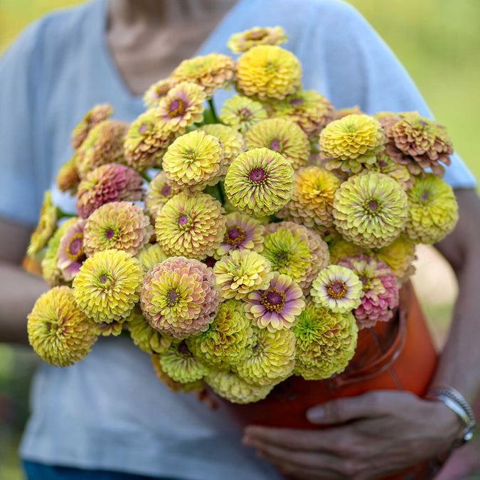 zinnia queen lime blush