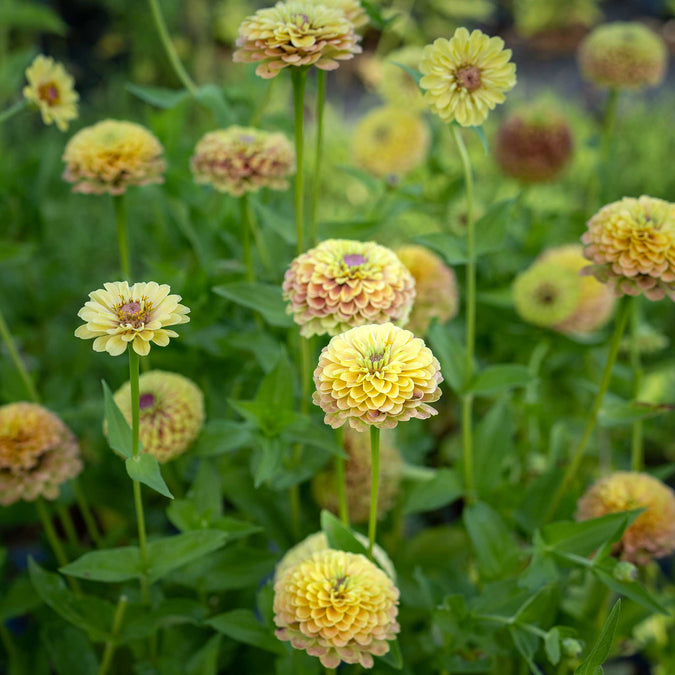 zinnia queen lime blush