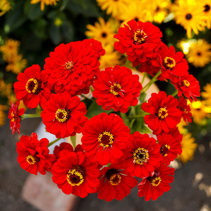 zinnia scarlet flame