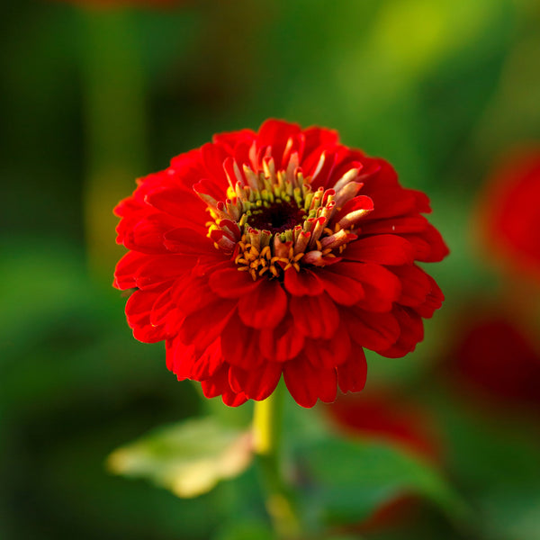 Zinnia Seeds - Scarlet Flame | Flower Seeds in Packets & Bulk | Eden ...