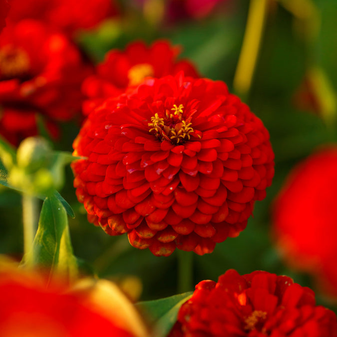 zinnia scarlet flame