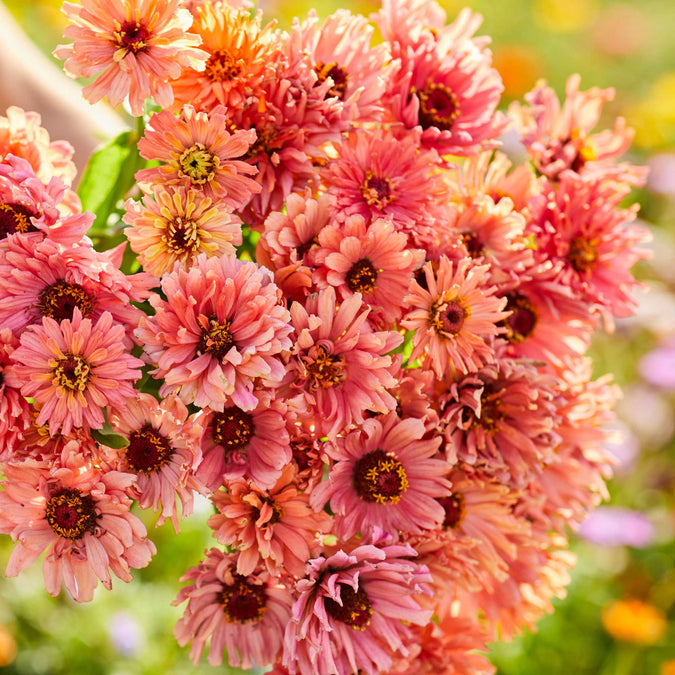 zinnia senorita