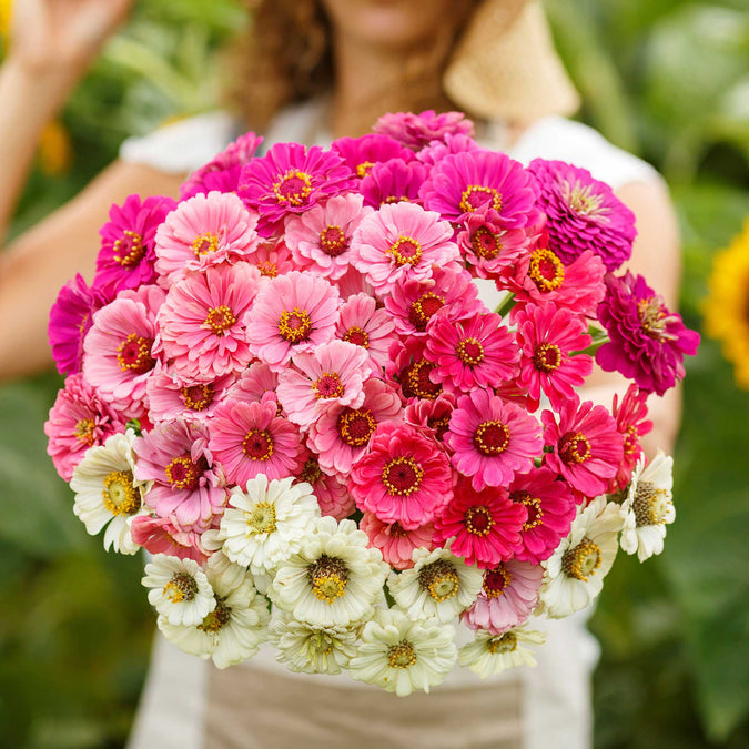 zinnia show stopper mix