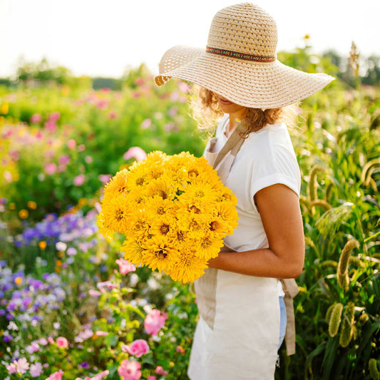 sungod zinnia 